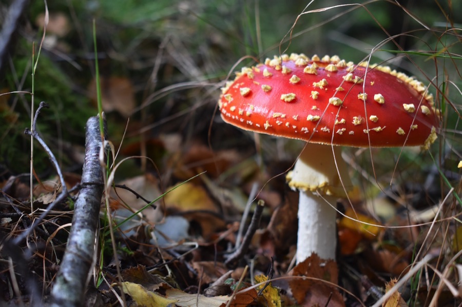 Red and white fly agaric fungi
